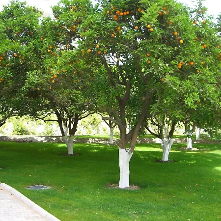 Orange B *